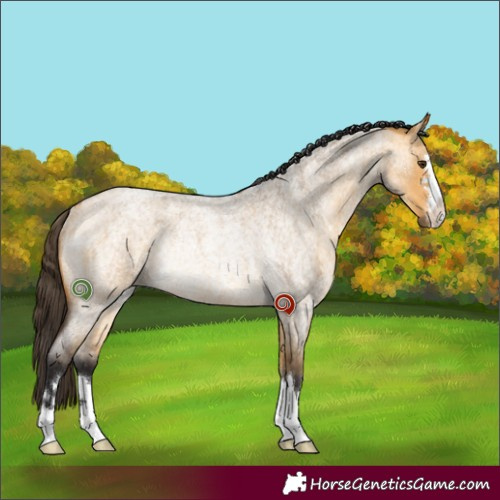 Horse Color:Buckskin Roan Dun Rabicano 