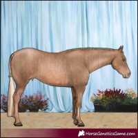Horse Color:Liver Chestnut Pearl  and Liver Chestnut Pearl Rabicano 