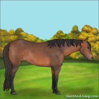 Horse Color:Bay 
