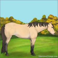 Horse Color:Buckskin 