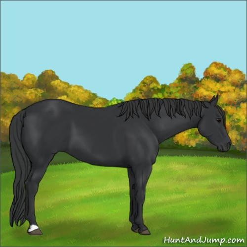 Horse Color:Black 