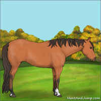 Horse Color:Bay 