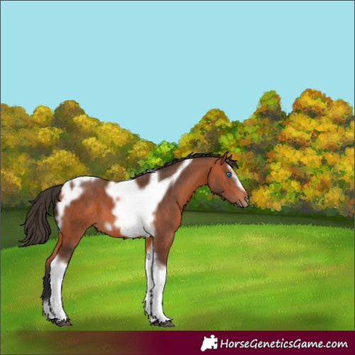 Horse Color:Bay Tobiano Frame 