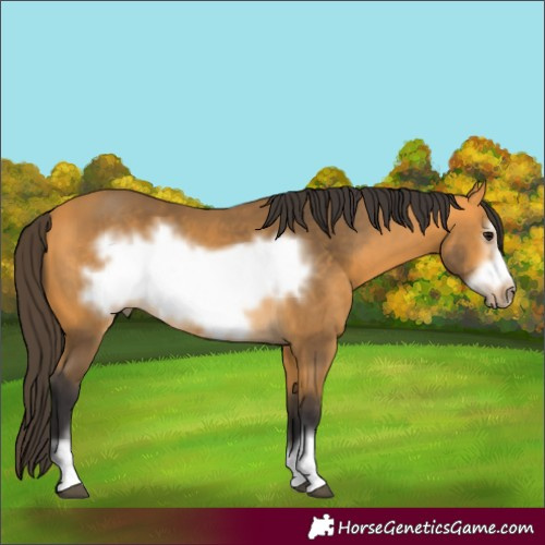 Horse Color:Buckskin Frame 