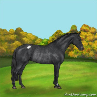 Horse Color:Black Appaloosa Rabicano 