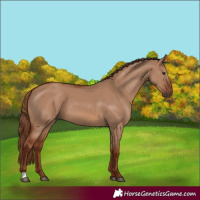 Horse Color:Red Dun