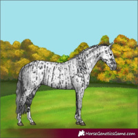 Horse Color:Black  and Gray Black 