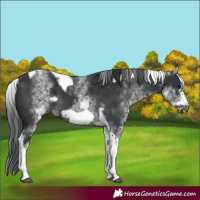 Horse Color:White Spotted Black Tobiano Frame