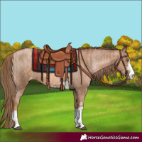 Horse Color:Liver Chestnut Pearl  and Liver Chestnut Pearl Appaloosa 