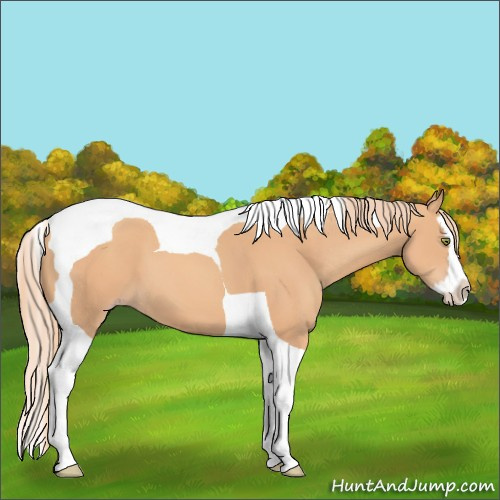 Horse Color:Gold Champagne Splash Tobiano 