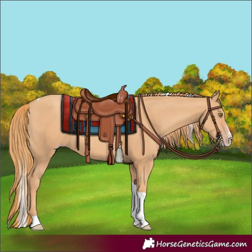 Horse Color:Gold Champagne Splash Tobiano 