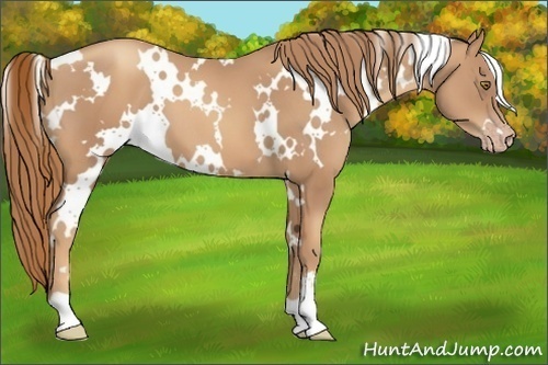 Horse Color:White Spotted Gold Champagne 