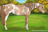 Horse Color:White Spotted Gold Champagne