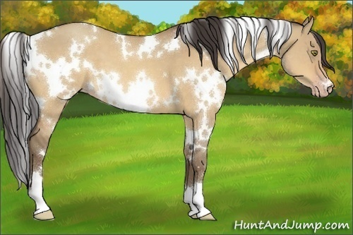 Horse Color:White Spotted Amber Champagne Dun