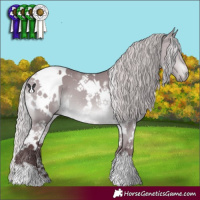 Horse Color:White Spotted Chocolate Silver Bay Chinchilla 