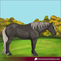 Horse Color:Gray Silver Black 