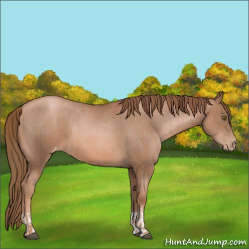 Horse Color:Liver Chestnut Pearl  and Liver Chestnut Pearl Appaloosa 