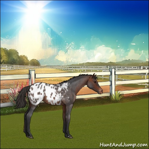 Horse Color:Bay Roan Appaloosa 