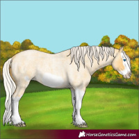 Horse Color:Silver Amber Cream Champagne Roan Dun Splash Frame Rabicano