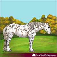 Horse Color:Buckskin Sabino Near Leopard 