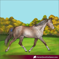 Horse Color:Liver Chestnut Pearl and Gray Liver Chestnut Pearl
