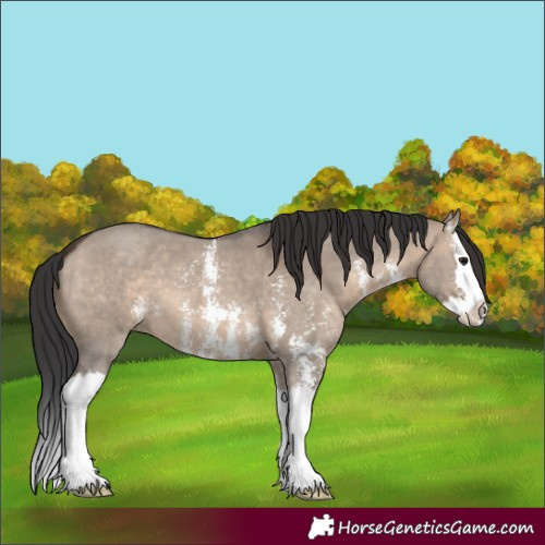Horse Color:Brown Dun Sabino Splash 