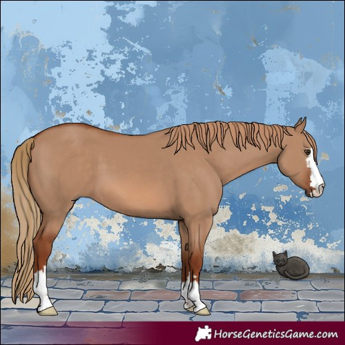 Horse Color:Red Dun
