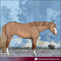 Horse Color:Red Dun 