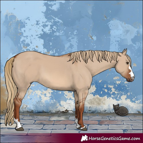 Horse Color:Red Dun 