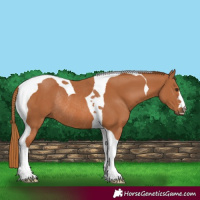 Horse Color:Chestnut Tobiano Rabicano