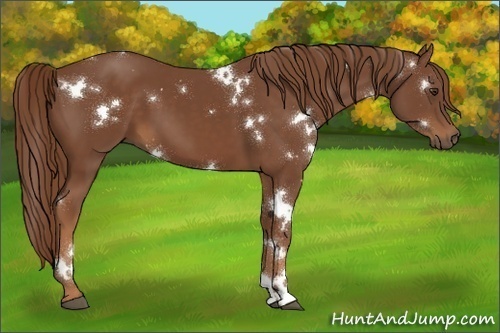 Horse Color:White Spotted Chestnut
