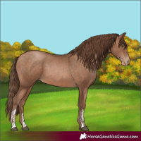 Horse Color:Brown Pearl and Brown Pearl