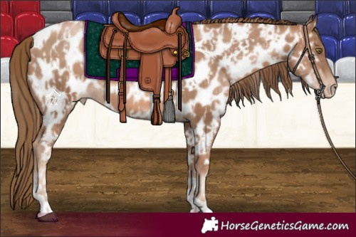 Horse Color:Liver Chestnut Pearl Appaloosa and Liver Chestnut Pearl Appaloosa