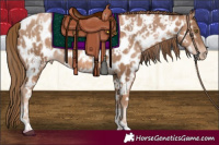 Horse Color:Liver Chestnut Pearl Near Leopard  and Liver Chestnut Pearl Near Leopard 