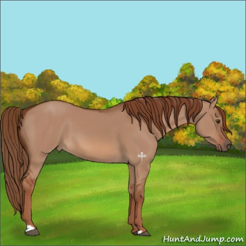 Horse Color:Red Dun 