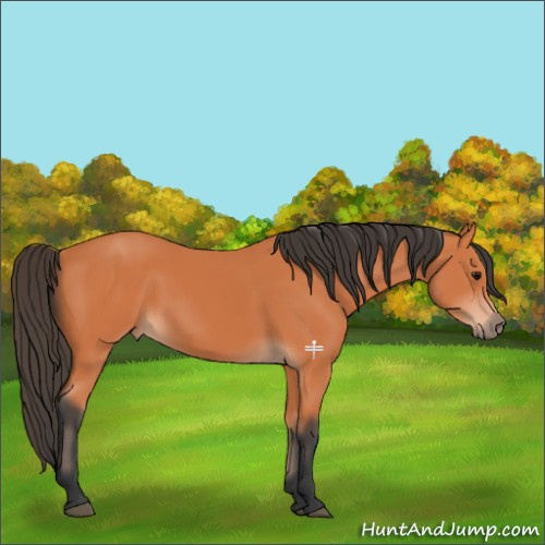 Horse Color:Bay 