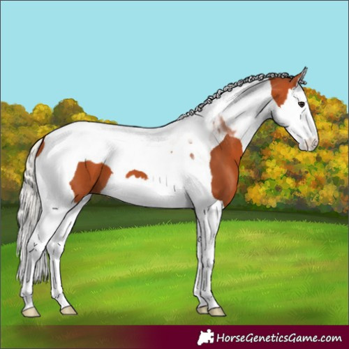 Horse Color:Silver Bay Splash Tobiano 