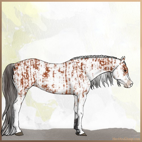 Horse Color:Bay Sabino  and Bay Sabino 