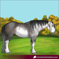 Horse Color:Gray White Spotted Bay 