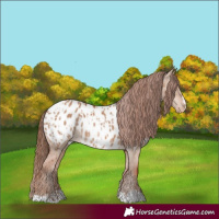 Horse Color:Red Dun Appaloosa and Red Dun Appaloosa