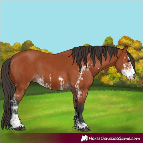 Horse Color:Bay Sabino and Bay Sabino