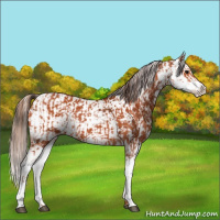 Horse Color:Bay Sabino  and Chestnut Sabino 