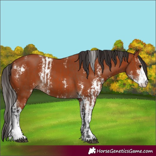 Horse Color:Bay Sabino  and Bay Sabino 