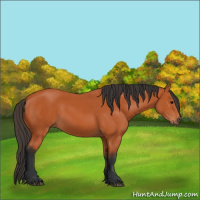 Horse Color:Bay 