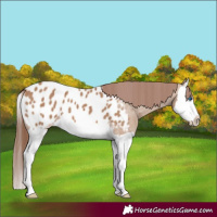 Horse Color:Red Dun Splash Blanket