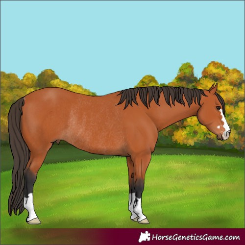 Horse Color:Bay Rabicano 