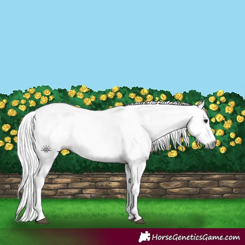 Horse Color:Gray Bay Sabino and Gray Bay Sabino