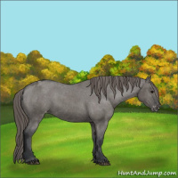 Horse Color:Grullo Appaloosa 