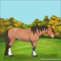 Horse Color:Bay Roan Tobiano