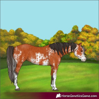 Horse Color:Bay Sabino  and Bay Sabino 